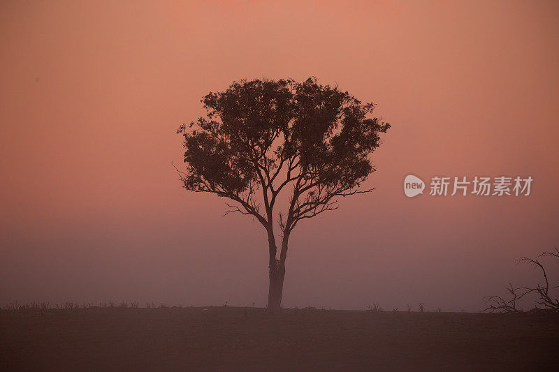 晨光中，一棵孤零零的树被笼罩在橙色的薄雾中