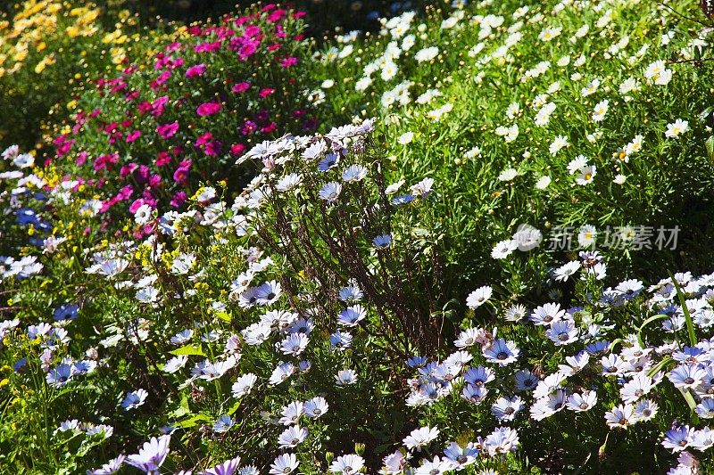 多彩的雏菊花坛-野花草地-放松的景观