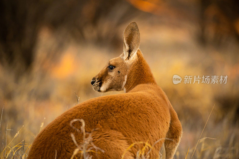 美丽的澳大利亚本土红色卡纳格罗沐浴在午后灿烂的阳光下