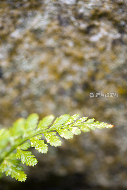 小蕨叶，花岗岩背景