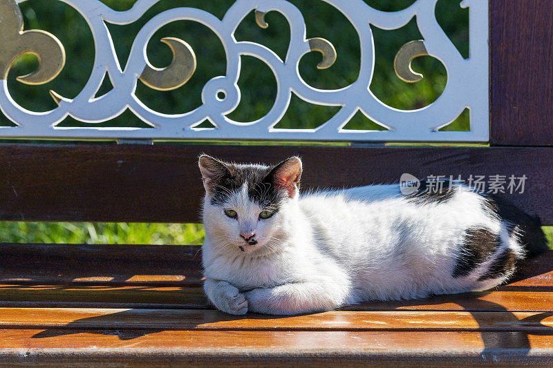 家养的流浪猫坐在花园里的长凳上