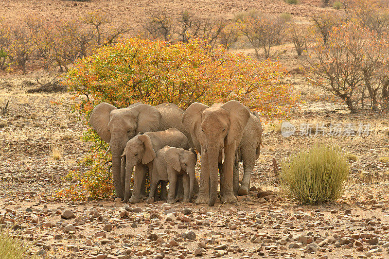 沙漠的非洲象