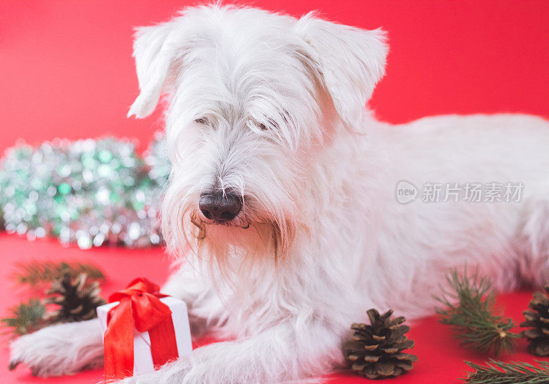 雪纳瑞犬圣诞节