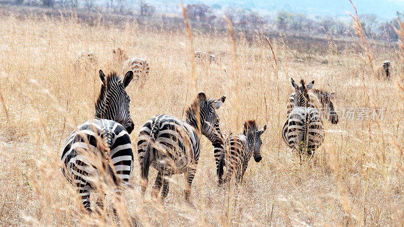 坦桑尼亚平原上，斑马在草丛中奔跑
