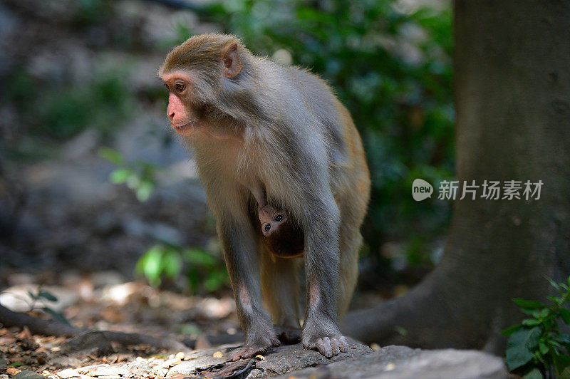 母猴子和它的宝宝