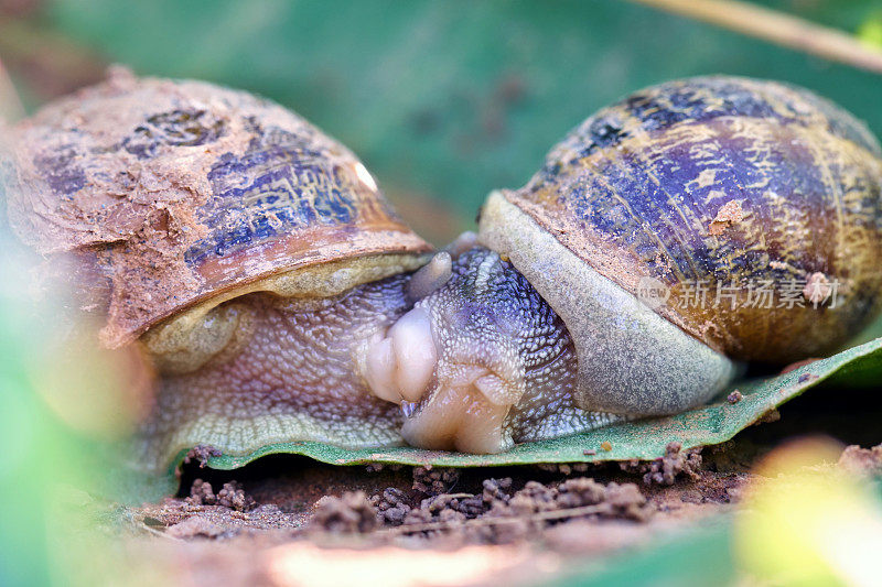 常见的蜗牛交配