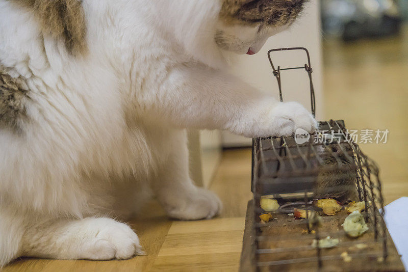 西伯利亚猫和捕鼠器与老鼠