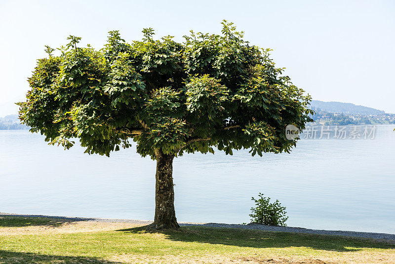 瑞士楚格州奥伯威尔镇附近的一棵大树