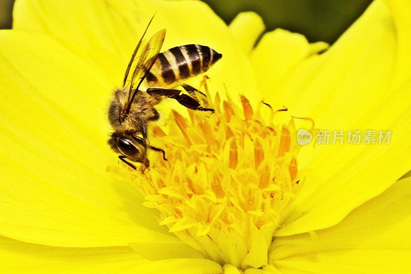 蜜蜂靠近了黄花的花粉。