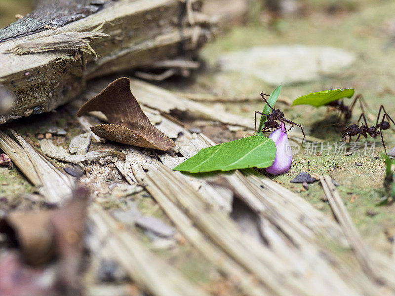 库亚贝诺野生动物保护区的切叶蚁