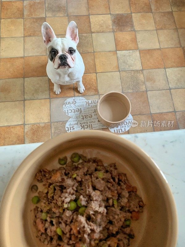 法国斗牛犬小狗看着她美味的午餐，专注于狗。