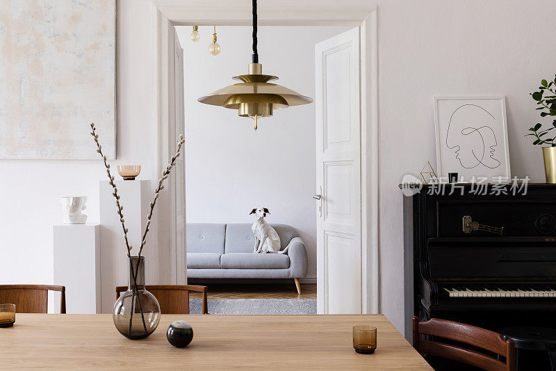 时尚的scandi室内设计的家庭空间，木桌，椅子，沙发和金色吊灯。客厅与设计配件和钢琴。漂亮的白色狗坐在沙发上。优雅的装饰