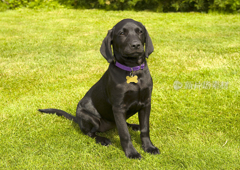 一只年轻的黑色拉布拉多小狗坐在草地上看着镜头。