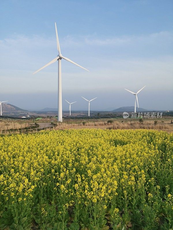 济州岛上盛开着黄花的风车
