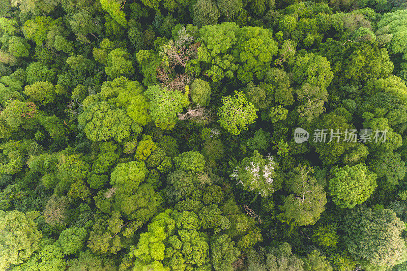 马来西亚热带雨林鸟瞰图