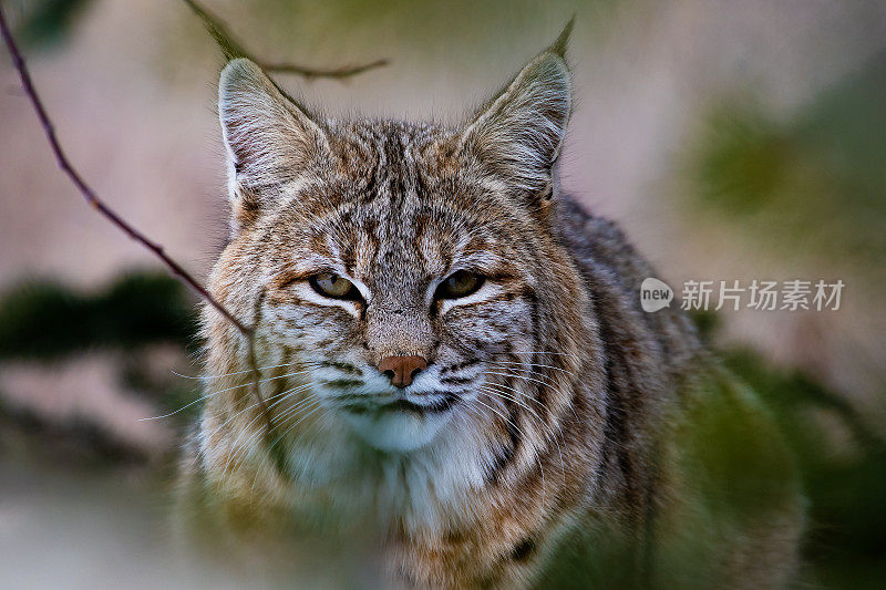 山猫猎兔子