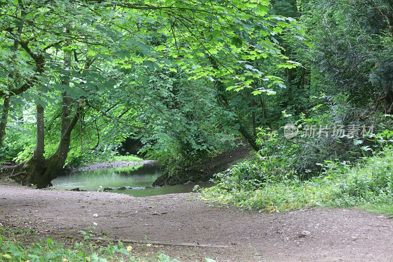 英国西南部，春天的英国乡村，森林小径上缓缓的小溪流过岩石，水在梧桐树下溅起水花，树枝和野花，丰富的野生动物刺荨麻，野生鸟类筑巢