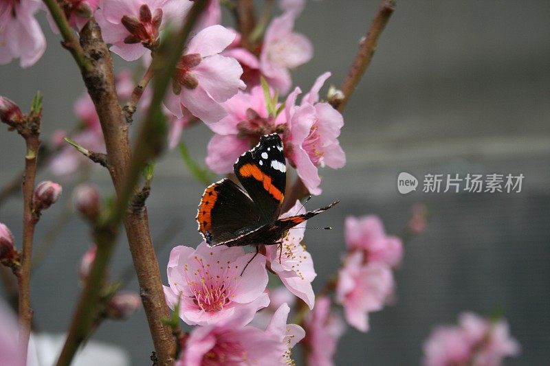 春天的樱花和蝴蝶