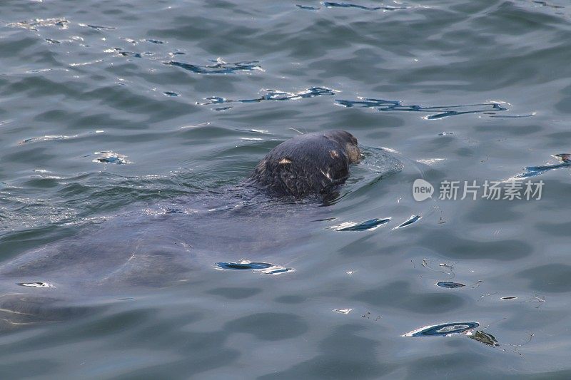 海港海豹的特写镜头