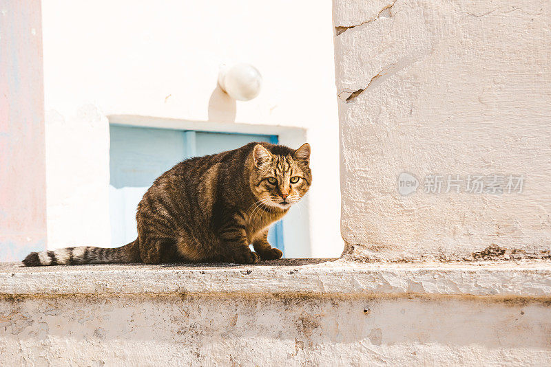 希腊圣托里尼岛的流浪猫