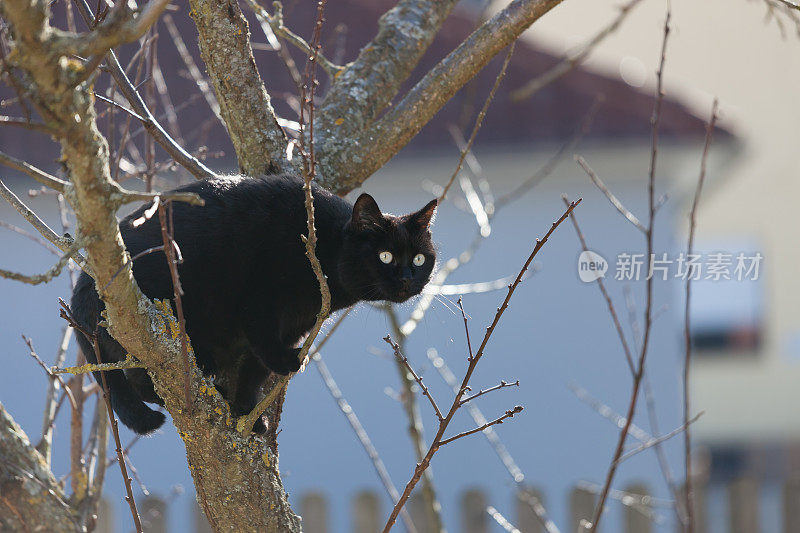 黑猫坐在树上