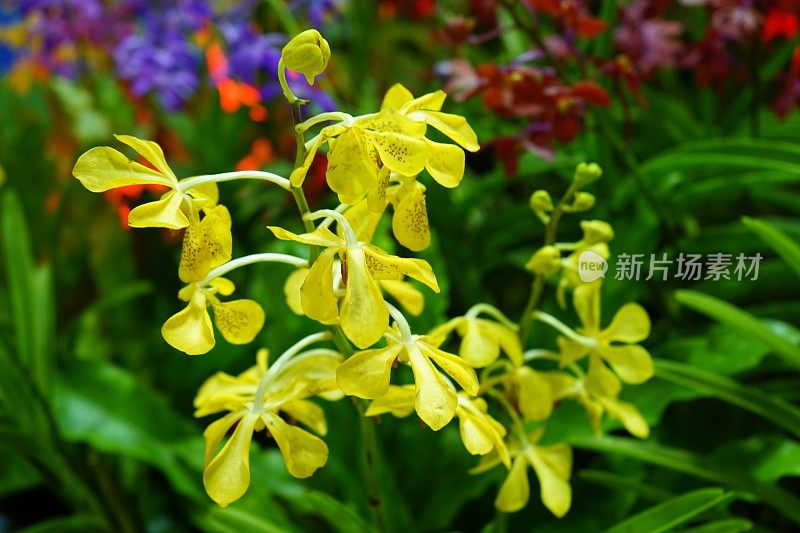 美丽的兰花花特写