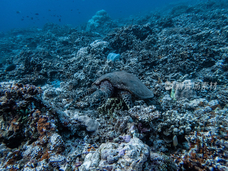 玳瑁海龟在珊瑚礁里游泳寻找食物。