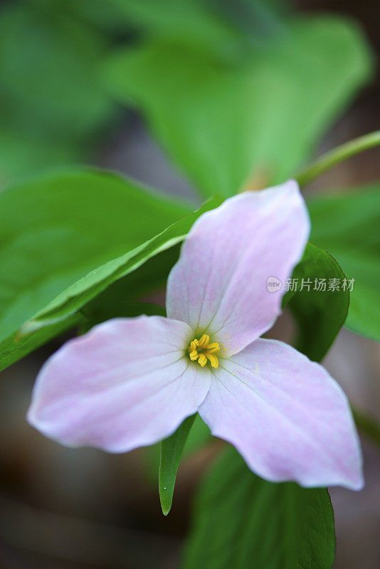 白色Trillium特写