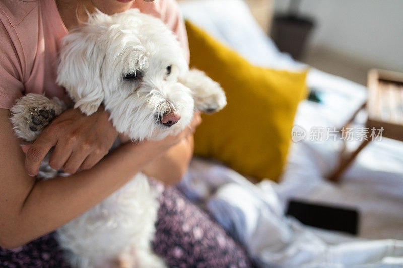 毛茸茸的马耳他狗在女人的怀里