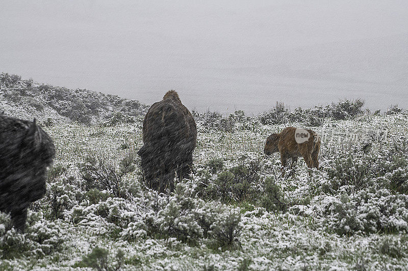 黄石公园6月暴风雪中的野牛和小牛