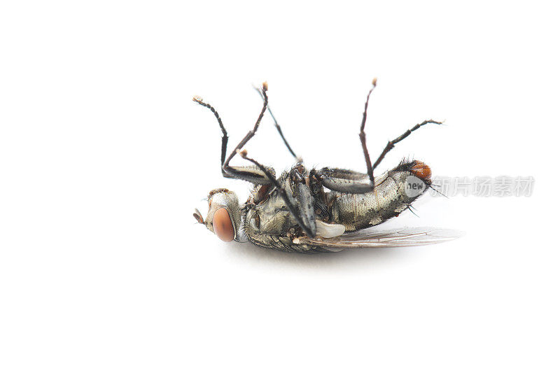 在泰国和东南亚，家蝇死于白色背景。