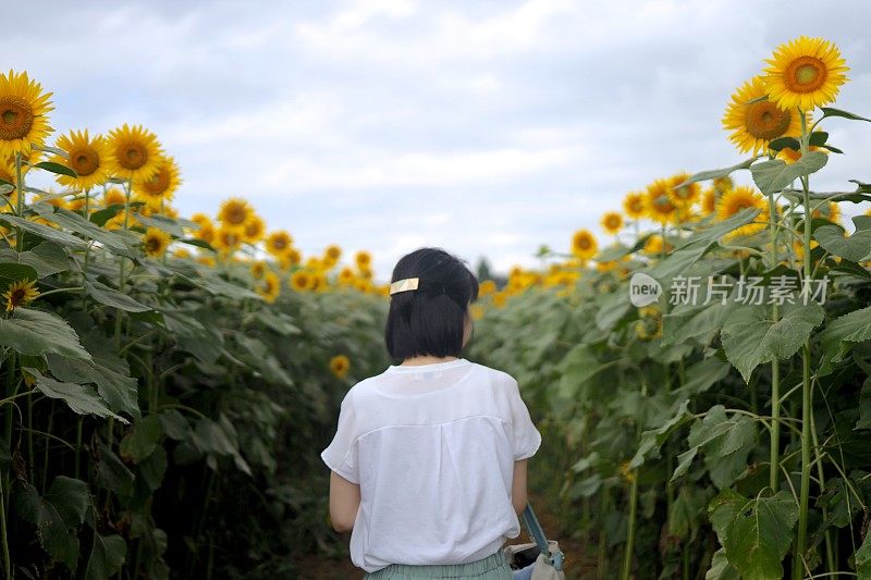 年轻女子在向日葵地里