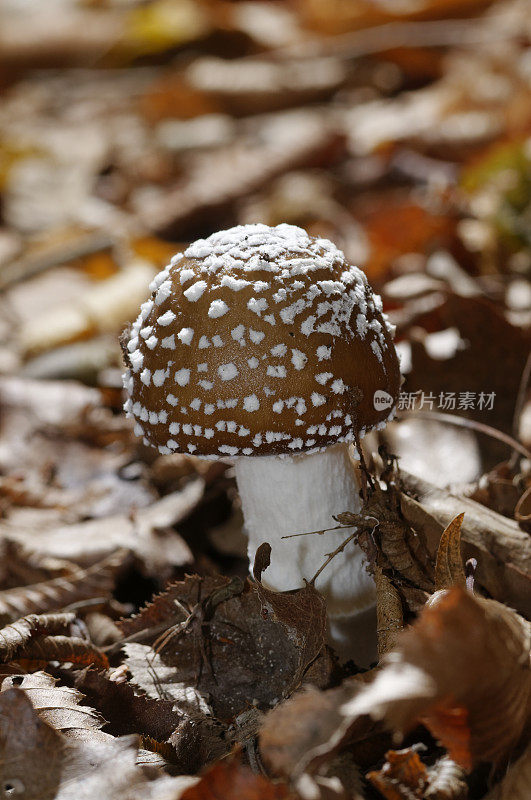 修女蘑菇(安妮塔・芬特琳娜)