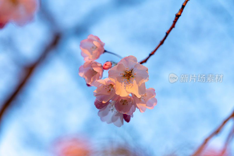 美国华盛顿国家樱花节上的樱花。