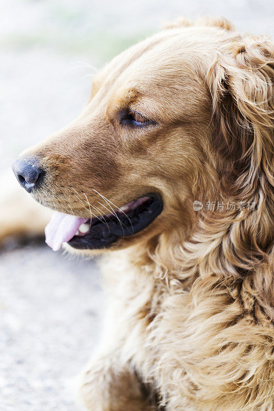 金毛猎犬的狗