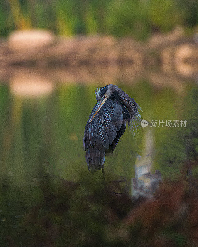 鸟在湖中栖息的特写镜头