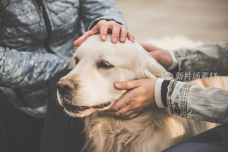 女人抚摸着一只金毛猎犬