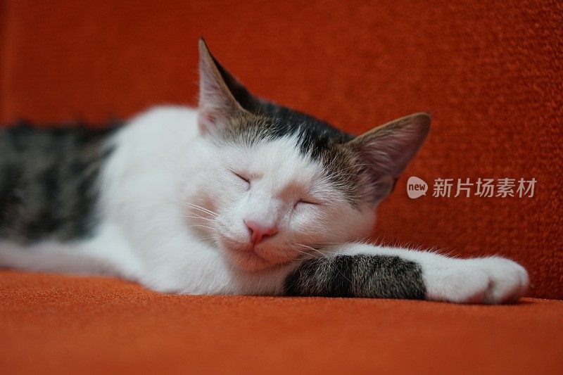 虎斑猫正在沙发上睡觉