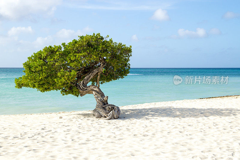 阿鲁巴白色沙滩上的标志性Divi树