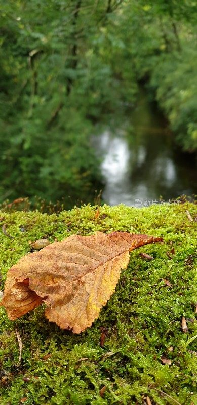 一叶秋叶躺在青苔上