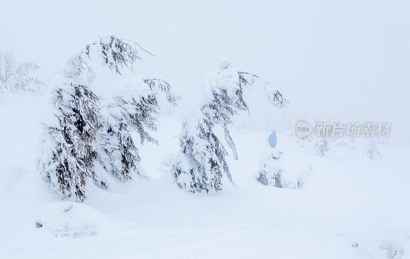 雪后冰雪覆盖的冷杉林和冬日灰蒙蒙的天空。喀尔巴阡山脉,乌克兰。