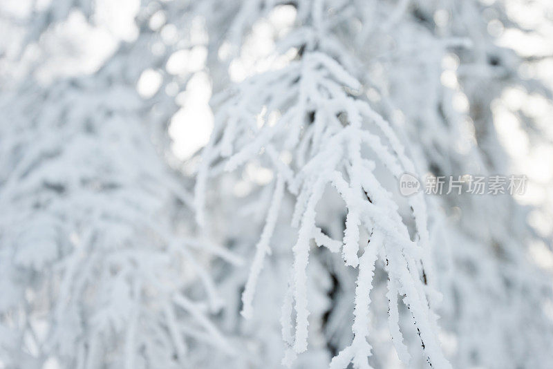 树枝上覆盖着雪