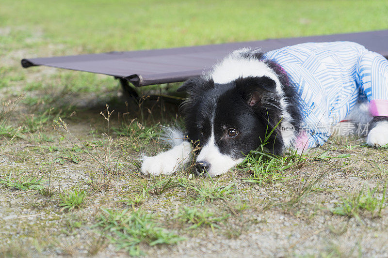 享受大自然的博德牧羊犬