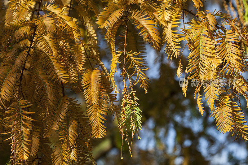 水杉-黎明红杉，秋天的针叶树