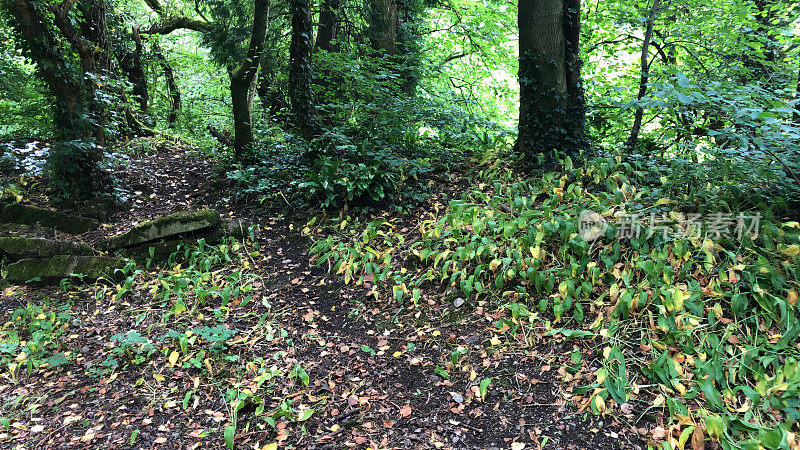 在春天的阳光下，阴凉的英国乡村小路林地隧道，山毛榉树(Fagus)，泥泞的小路，野花，被常春藤叶子覆盖的地面