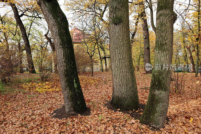 树干在秋天的树林里
