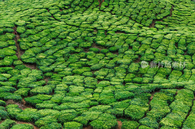 一排排茶树