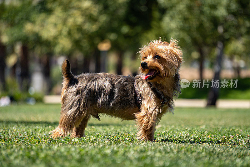 草丛中的约克夏犬