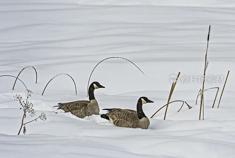 雪中的加拿大鹅，冬天在黄石国家公园，怀俄明州