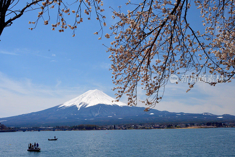 富士山和川口湖的樱花